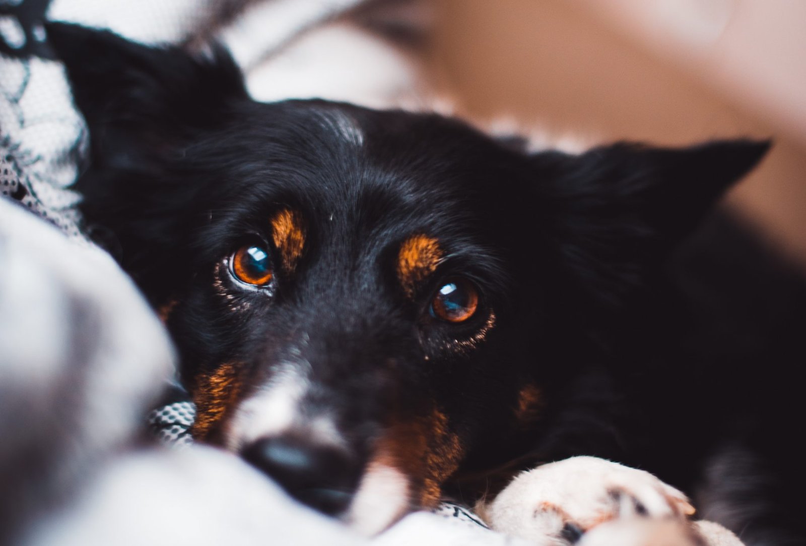 Your Best Friend Can Kill You(But Probably Won't): Intro to Zoonotic Diseases (More Fun Things to Share with your Dog!)